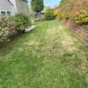 Bush Trimming by Morel Lawn & tree service reviewed on July 30, 2022