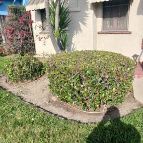 Weeding by Sbm reviewed on December 17, 2024