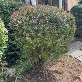 Bush Trimming by Royal Scenery LLC reviewed on November 10, 2022