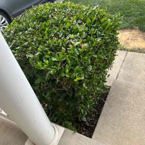 Bush Trimming by Land-Co reviewed on August 19, 2021