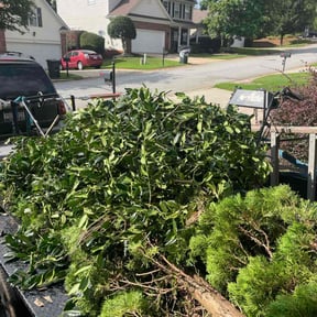 Bush Trimming by Calleigh's Enterprise reviewed on June 19, 2025