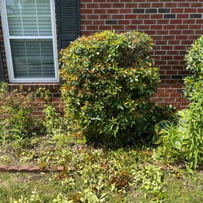 Bush Trimming by Breece Services reviewed on April 27, 2025
