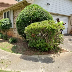 Bush Trimming by All trades reviewed on February 21, 2025