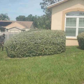 Bush Trimming by JJ&amp;D Property Management reviewed on June 27, 2025