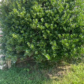 Bush Trimming by C.Howard Transportation LLC reviewed on July 26, 2022