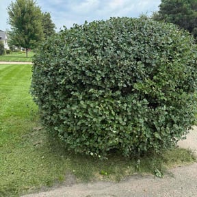 Bush Trimming by Handy Honey Do LLC reviewed on April 27, 2025