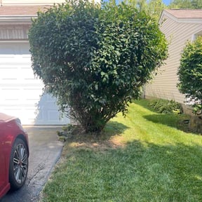 Bush Trimming by Lanes landscaping and tree trimming  reviewed on June 21, 2022