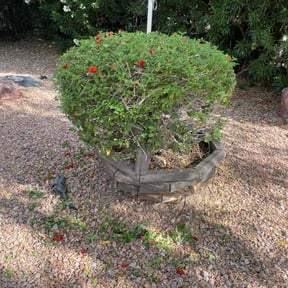 Bush Trimming by Juan Rodriguez reviewed on February 23, 2024