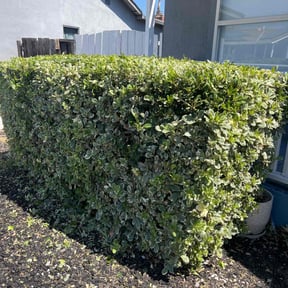 Bush Trimming by LSLTDallas/FortWorthTruGreen reviewed on July 14, 2023