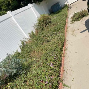 Bush Trimming by Parra's Lawn Service reviewed on November 18, 2022