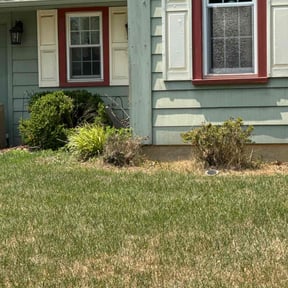 Bush Trimming by Isaiah's Custom Cutz reviewed on June 16, 2021