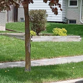 Bush Trimming by Signature Lawn Care LLC. reviewed on July 8, 2022