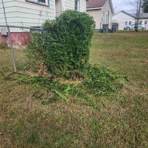 Bush Trimming by Greener Grass Cutting reviewed on April 3, 2022