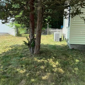 Leaf Removal by Steven lawncare reviewed on June 1, 2022