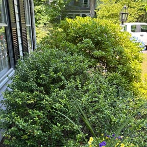 Bush Trimming by Greg's Landscaping reviewed on April 30, 2022