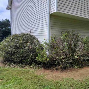 Bush Trimming by Matthews Lawn Care reviewed on July 26, 2022