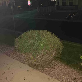 Bush Trimming by ARTHURS LAWN AND LANDSCAPE reviewed on August 1, 2022