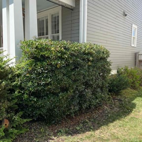 Bush Trimming by Hope Lawn Care reviewed on December 12, 2023