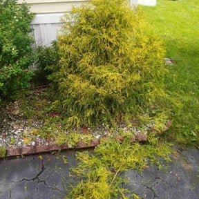 Bush Trimming by Get Chopped LLC reviewed on June 11, 2022