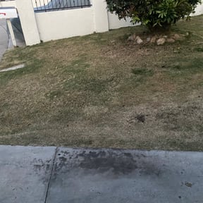 Cleanups by LSLTDallas/FortWorthTruGreen reviewed on March 4, 2025