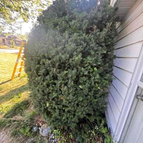 Bush Trimming by Cherry Bomb Lawn Care reviewed on October 11, 2022