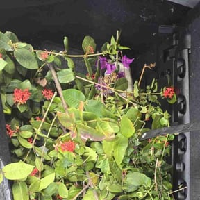 Bush Trimming by Greg's gardens reviewed on July 5, 2022