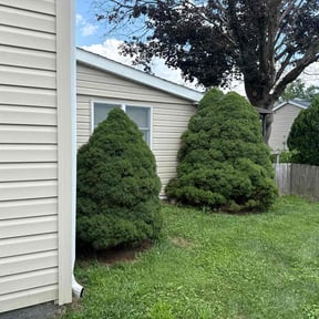 Bush Trimming by Creative property lawn & landscaping reviewed on August 4, 2022