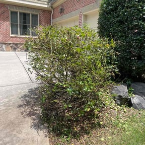 Bush Trimming by Green Guy Landscaping LLC reviewed on November 3, 2023