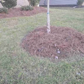 Mulching by Blue Lagoon Lawn Service reviewed on July 8, 2022