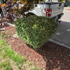 Bush Trimming by Undercut Lawn Care reviewed on August 13, 2024