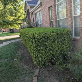 Bush Trimming by Salvador Lawn and Tree Service reviewed on January 4, 2025