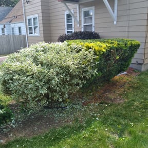 Bush Trimming by Lawn care Debris and Tree reviewed on August 10, 2024