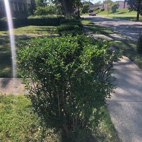 Bush Trimming by True Grass Care reviewed on July 20, 2025