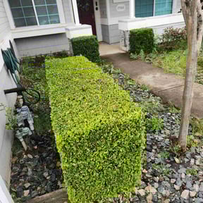 Bush Trimming by Big Chief Lawn Care reviewed on August 2, 2022