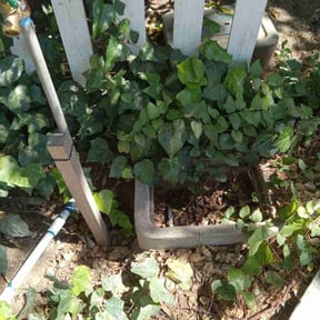 Leaf Removal by JJ Lawn and Tree Trimming reviewed on May 23, 2022