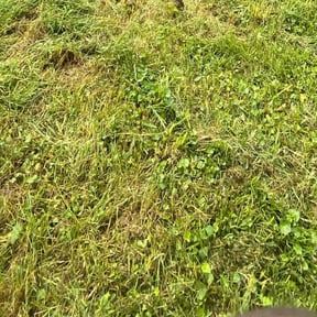 Bush Trimming by LG Lawn Services reviewed on July 8, 2020