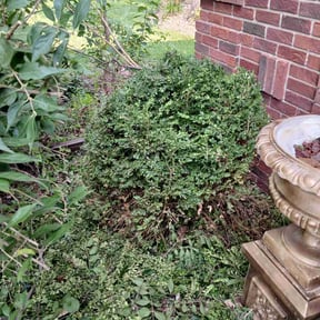 Bush Trimming by Two Grasshoppers lawn care. reviewed on August 6, 2024