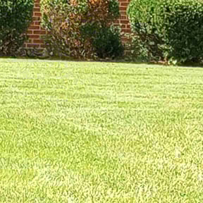 Bush Trimming by Mow-Mentous Lawn Service reviewed on July 9, 2025