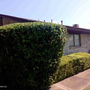 Bush Trimming by Magnum mowing reviewed on May 26, 2025