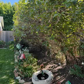 Bush Trimming by Chek'Rd Lawn Service reviewed on July 28, 2022
