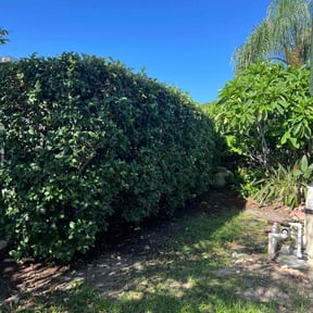 Bush Trimming by Big 3 Lawns and Landscaping reviewed on April 6, 2022