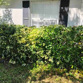 Bush Trimming by Pito's lawncare reviewed on February 6, 2025