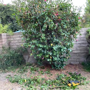 Bush Trimming by SheCuts reviewed on June 1, 2022