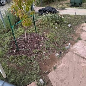 Bush Trimming by LSLTDallas/FortWorthTruGreen reviewed on April 10, 2025