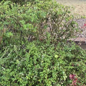 Bush Trimming by Metro Wide Snow Removal and Lawn LLC reviewed on December 5, 2023