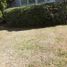 Bush Trimming by LSLTDallas/FortWorthTruGreen reviewed on July 30, 2025
