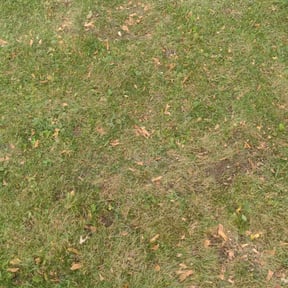 Leaf Removal by S&S Lawn Care reviewed on May 2, 2022