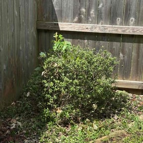 Bush Trimming by Hood's Lawn Care reviewed on November 17, 2024