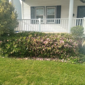 Bush Trimming by T&#039;s lawn care reviewed on April 4, 2025