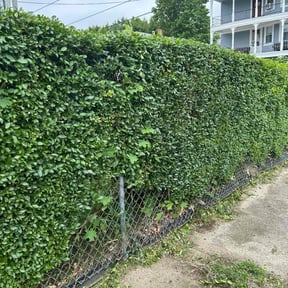 Bush Trimming by Lawn Barber And Pressure Washing reviewed on January 5, 2024